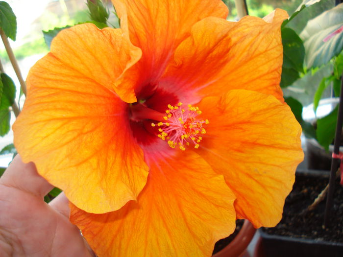 DSC08553 - Hibiscus Isabella