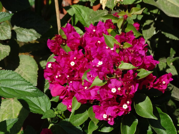 ??? - Bougainvillea