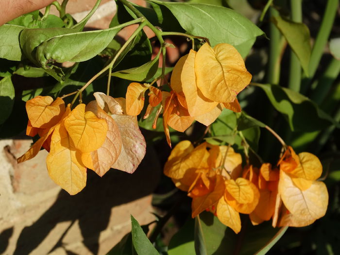 DSC03349 - Bougainvillea