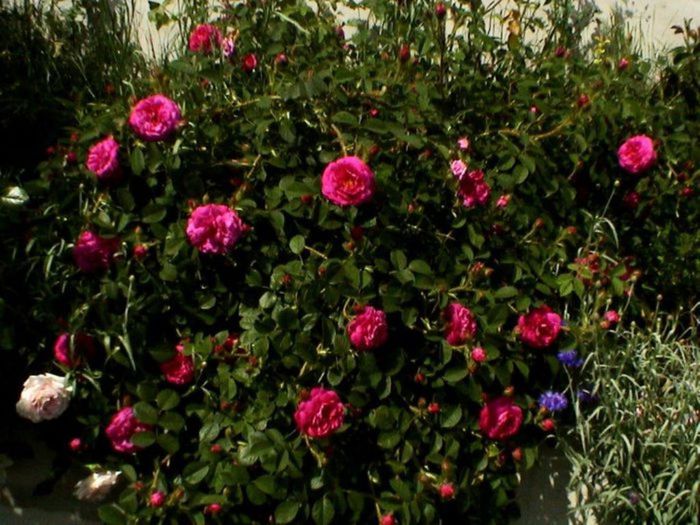 Visul colorat al razelor de soare (258) - AM LASAT TRANDAFIRII SA SPUNA POVESTI 3