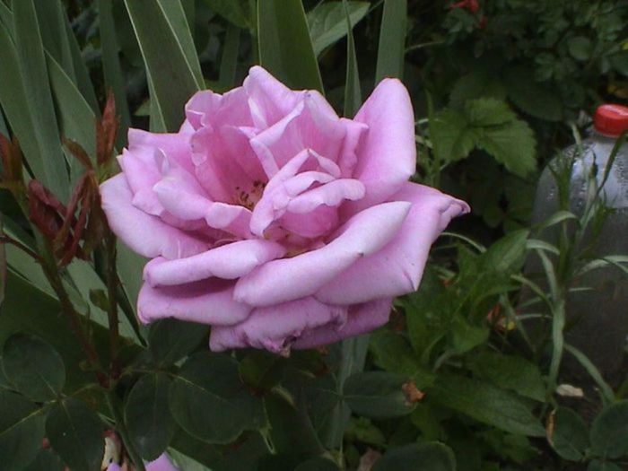 Visul colorat al razelor de soare (269) Visul colorat al razelor de soare (269)