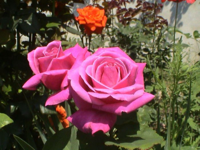 Visul colorat al razelor de soare (270) Visul colorat al razelor de soare (270)