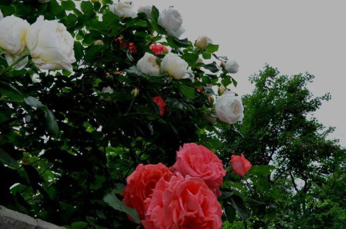 Visul colorat al razelor de soare (274) Visul colorat al razelor de soare (274)
