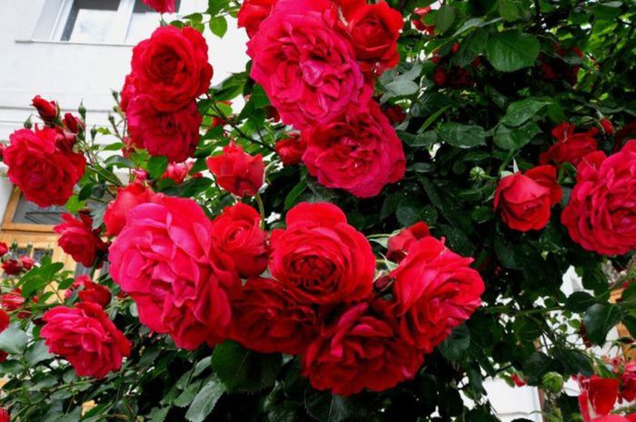 Visul colorat al razelor de soare (275) Visul colorat al razelor de soare (275)