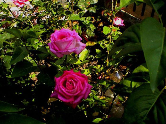 Visul colorat al razelor de soare (279) Visul colorat al razelor de soare (279)