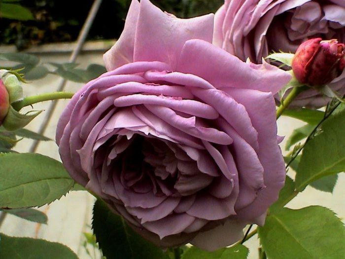 Visul colorat al razelor de soare (280) Visul colorat al razelor de soare (280)