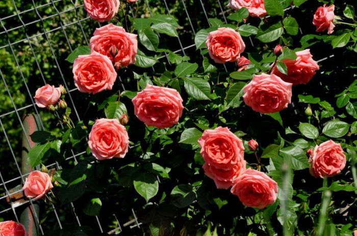 Visul colorat al razelor de soare (292) Visul colorat al razelor de soare (292)