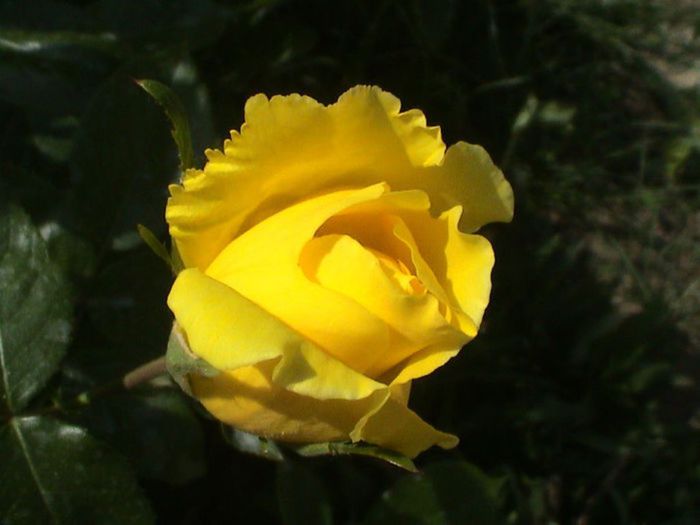 Visul colorat al razelor de soare (293) Visul colorat al razelor de soare (293)