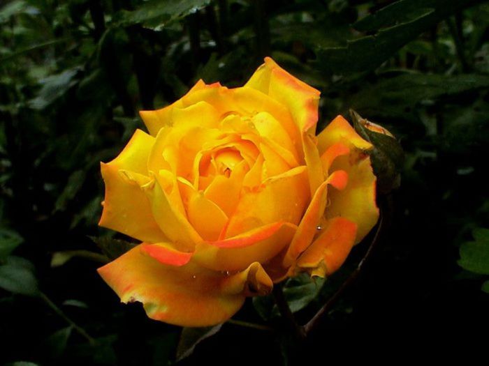 Visul colorat al razelor de soare (299) Visul colorat al razelor de soare (299)