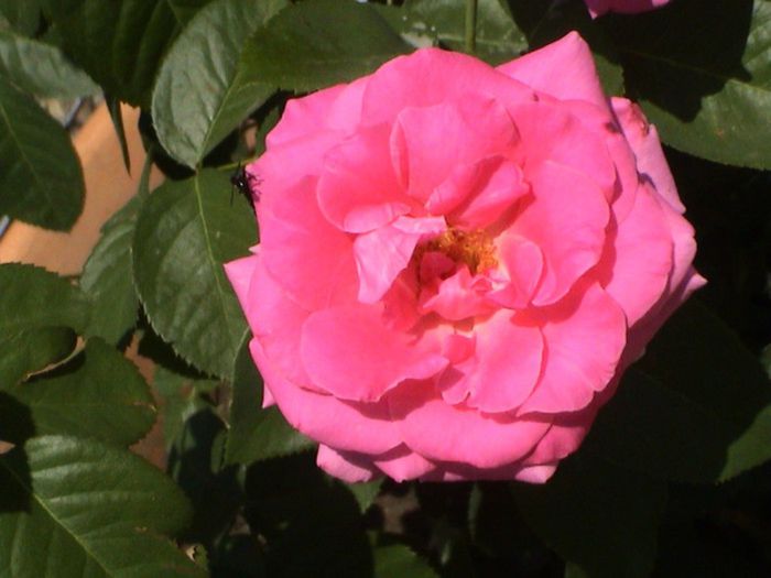 Visul colorat al razelor de soare (300) Visul colorat al razelor de soare (300)