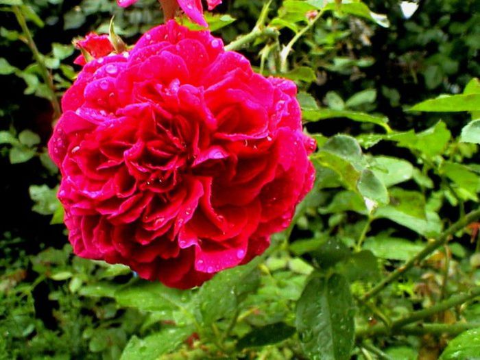 Visul colorat al razelor de soare (309) Visul colorat al razelor de soare (309)