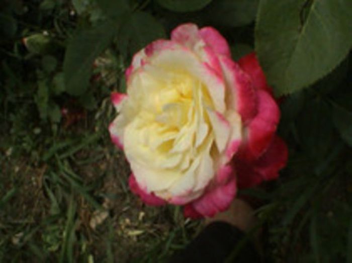 Visul colorat al razelor de soare (311) Visul colorat al razelor de soare (311)