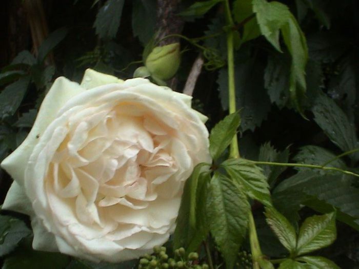 Visul colorat al razelor de soare (314) Visul colorat al razelor de soare (314)