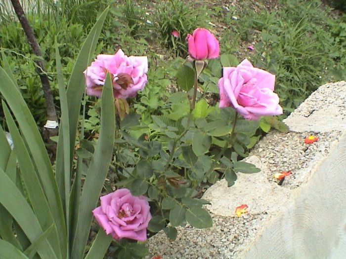 Visul colorat al razelor de soare (315) Visul colorat al razelor de soare (315)