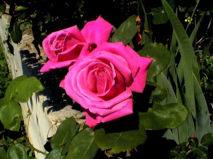 Visul colorat al razelor de soare (316) Visul colorat al razelor de soare (316)