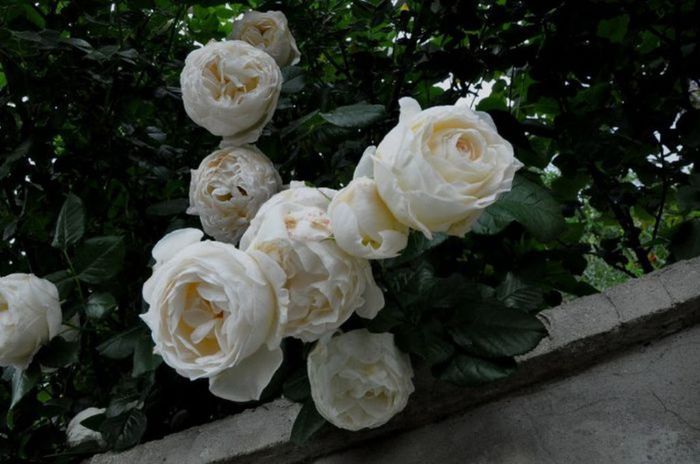 Visul colorat al razelor de soare (320) Visul colorat al razelor de soare (320)