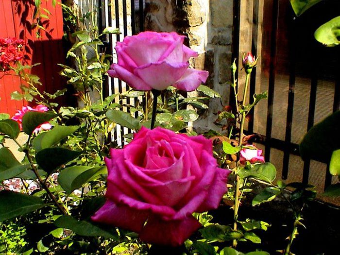 Visul colorat al razelor de soare (325) Visul colorat al razelor de soare (325)