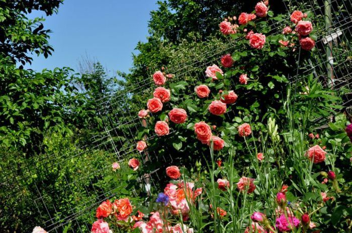 Visul colorat al razelor de soare (342) - AM LASAT TRANDAFIRII SA SPUNA POVESTI 3