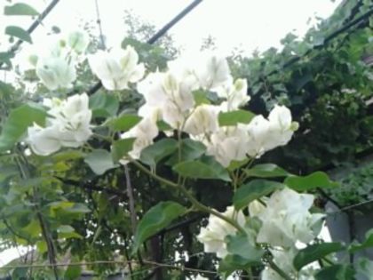 Fotografie7228 - Bougainvillea 2015