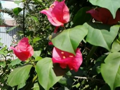 Fotografie7114 - Bougainvillea 2015