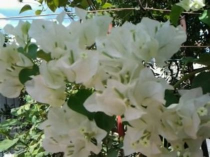 Fotografie7115 - Bougainvillea 2015