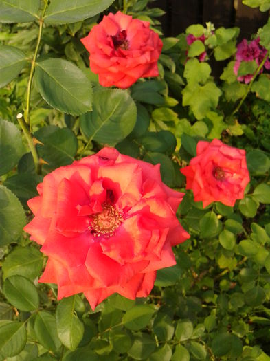 Fotografie0216 - AAAAA_R_TRANDAFIRI 2015_2017