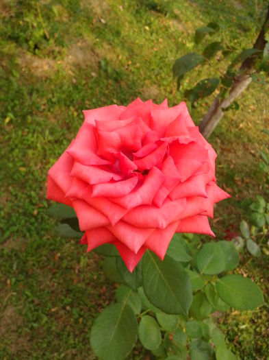 Fotografie0218 - AAAAA_R_TRANDAFIRI 2015_2017