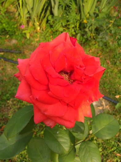 Fotografie0219 - AAAAA_R_TRANDAFIRI 2015_2017