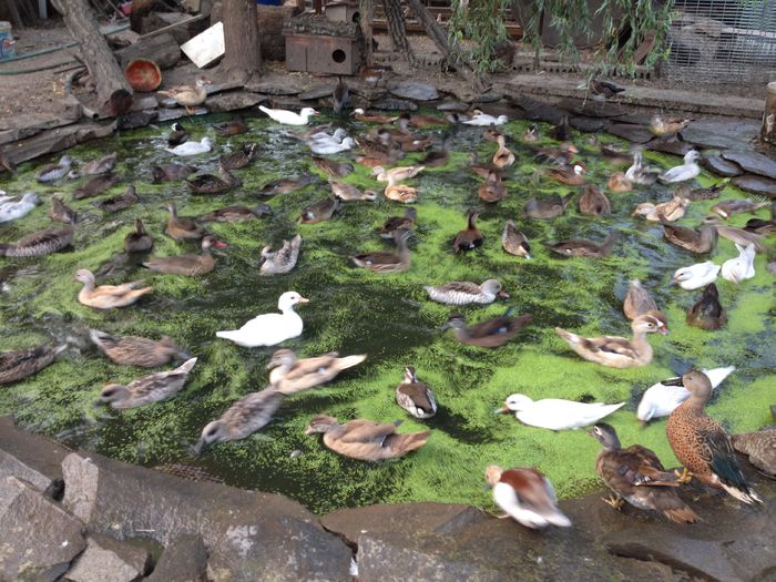 image - ratele la gramada