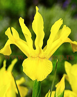 Bulbi Iris Golden Harvest (Stanjenel); Marime bulb 7/8. Inaltime 50-60cm. Inflorire mai-iulie. STOC EPUIZAT!
