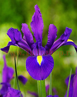 Bulbi Iris Purple Sensation (Stanjenel); Marime bulb 7/8. Inaltime 50-60cm. Inflorire mai-iulie. STOC EPUIZAT!
