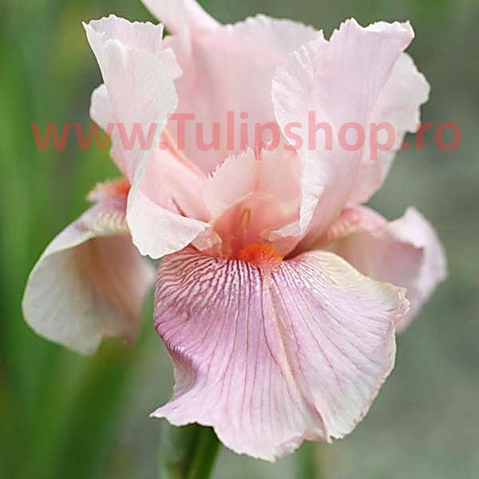 Bulbi Iris Pink Horizon (Stanjenel); Marime bulb I . Inaltime 70-90cm. Inflorire mai-iulie. STOC EPUIZAT!

