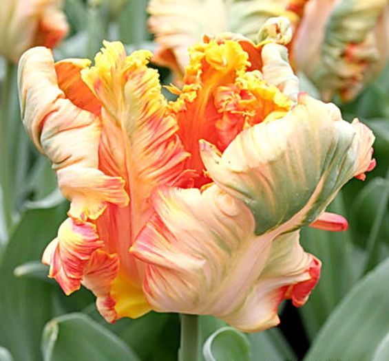 Bulbi Lalele Apricot Parrot (Tulip) - Bulbi Flori Toamna 2015