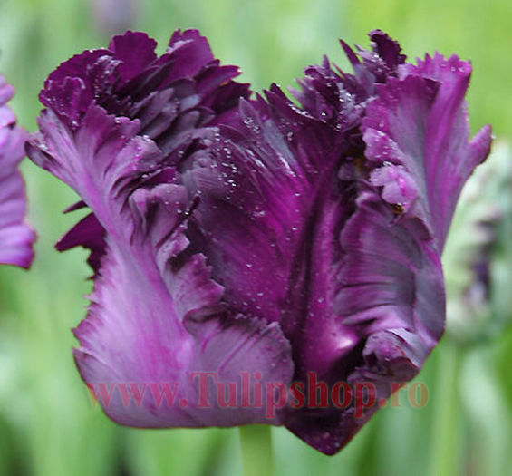 Bulbi Lalele Blue Parrot (Tulip) - Bulbi Flori Toamna 2015