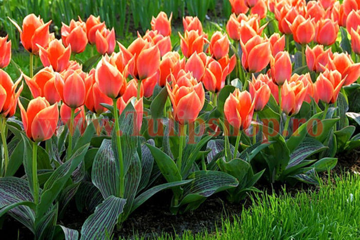 Bulbi Lalele Corsage (Tulip) - Bulbi Flori Toamna 2015