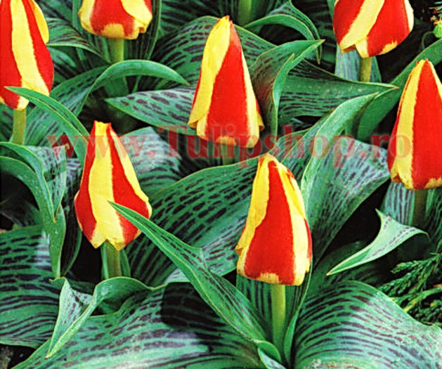 Bulbi Lalele First Love (Tulip); Lalea Fosteriana. Marime bulb 10/11. Inaltime 25-30cm. Inflorire aprilie-mai. STOC EPUIZAT!
