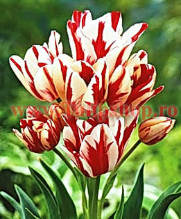Bulbi Lalele Flaming Club (Tulip); Lalea multiflora. Marime bulb 11/12. Inaltime 40-50cm. Inflorire aprilie-mai. STOC EPUIZAT!
