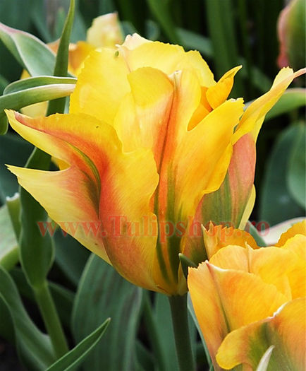 Bulbi Lalele Golden Artist (Tulip) - Bulbi Flori Toamna 2015