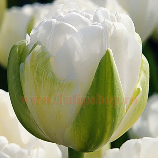 Bulbi Lalele Maureen Double (Tulip); Lalea Dubla Tarzie. Marime bulb 11/12. Inaltime 40-50cm. Inflorire aprilie-mai. STOC EPUIZAT!
