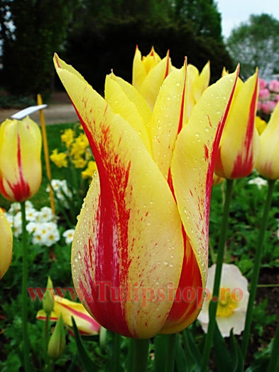 Bulbi Lalele Mona Lisa (Tulip); Lalea crin. Marime bulb 11/12. Inaltime 50-60cm. Inflorire martie-aprilie. STOC EPUIZAT!
