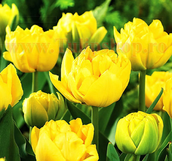 Bulbi Lalele Monte Carlo (Tulip); Lalea Dubla Tarzie. Marime bulb 11/12. Inaltime 40-50cm. Inflorire aprilie-mai. STOC EPUIZAT!
