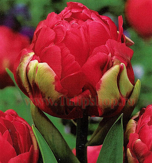 Bulbi Lalele Renown Unique (Tulip); Lalea Dubla Tarzie. Marime bulb 11/12. Inaltime 40-50cm. Inflorire aprilie-mai. STOC EPUIZAT!
