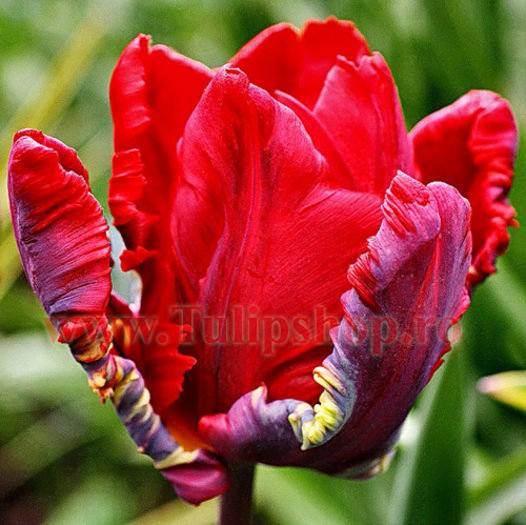 Bulbi Lalele Rococo (Tulip); Lalea Papagal. Marime bulb 11/12. Inaltime 40-50cm. Inflorire martie-aprilie. STOC EPUIZAT!
