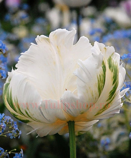 Bulbi Lalele White Parrot (Tulip); Lalea Papagal. Marime bulb 11/12. Inaltime 40-50cm. Inflorire martie-aprilie. STOC EPUIZAT!
