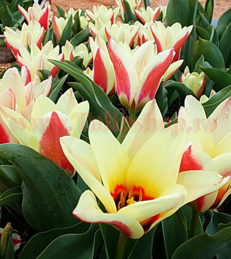Bulbi Lalele Zombie (Tulip); Lalea Fosteriana. Marime bulb 10/11. Inaltime 25-30cm. Inflorire martie-aprilie. STOC EPUIZAT!
