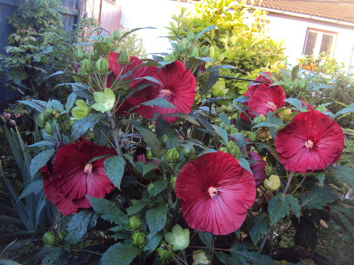 DSC03655 - Hibiscus de gradina