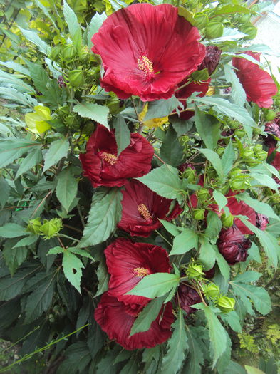 DSC03431 - Hibiscus de gradina