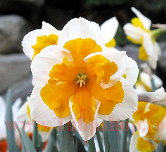 Bulbi Narcise Orangery; Marime bulb 12/14. Inaltime 30-40cm. Inflorire aprilie-mai. STOC EPUIZAT!
