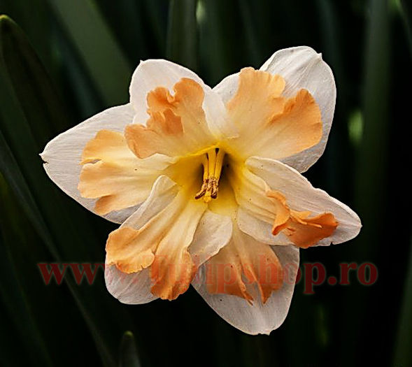 Bulbi Narcise Cum Laude; Marime bulb 12/14. Inaltime 30-40cm. Inflorire aprilie-mai. STOC EPUIZAT!
