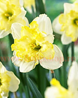Bulbi Narcise Frileuse; Marime bulb 12/14. Inaltime 30-40cm. Inflorire aprilie-mai. STOC EPUIZAT!
